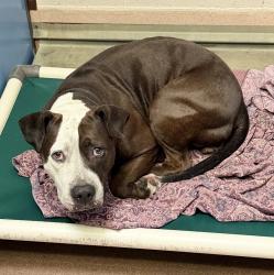 Shelter Stray Female Dog last seen Near Amherst Street, San Diego, CA, 92115, 5500 Gaines St, San Diego, CA 92110, USA