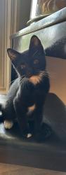 Reunited Male Cat last seen harrison st, Carpentersville, IL 60110