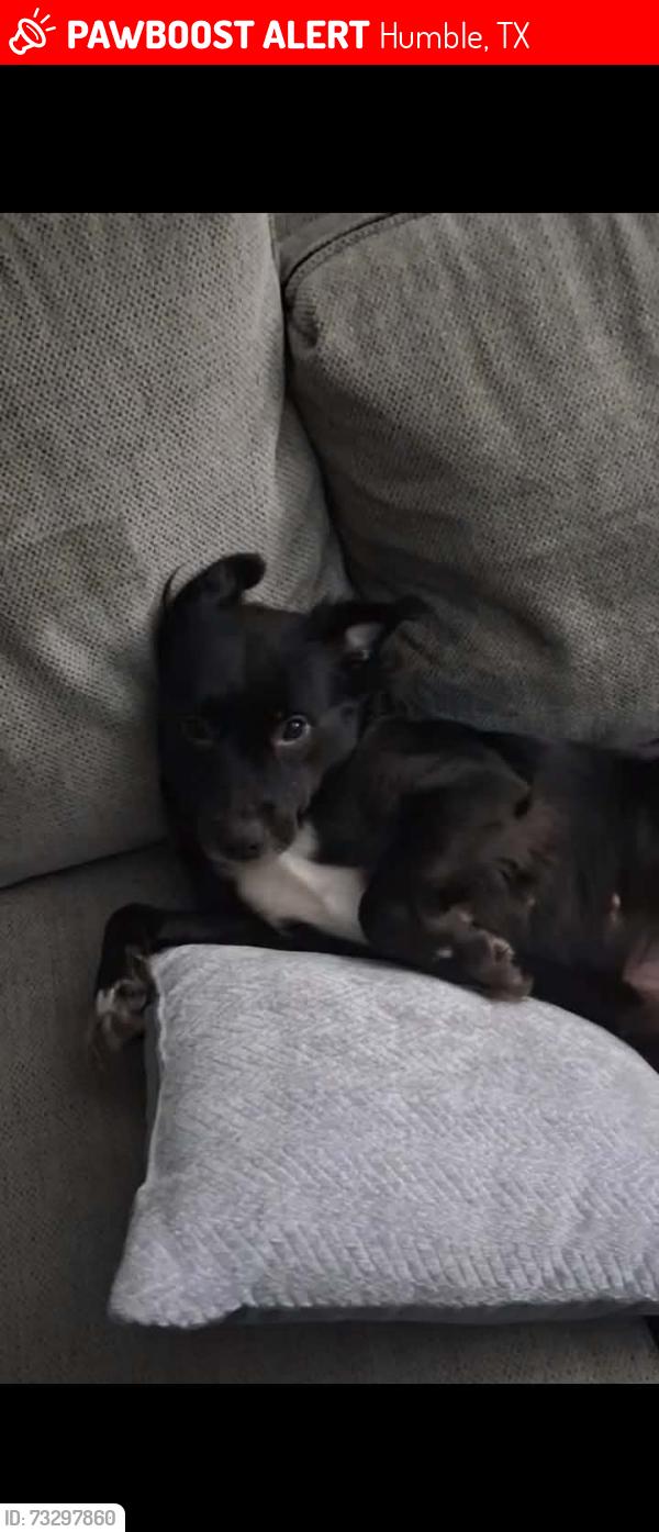 Lost Female Dog last seen Near Sundance dr., Humble, TX 77346