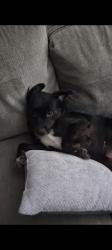Lost Female Dog last seen Near Sundance dr., Humble, TX 77346