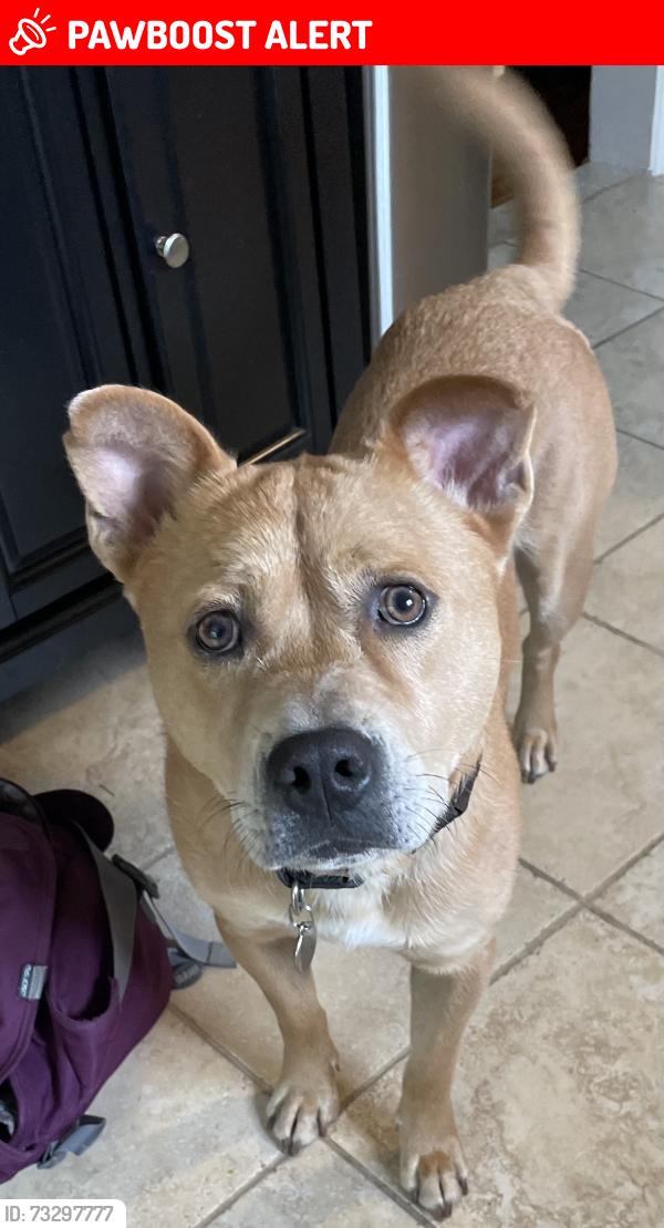 Lost Male Dog last seen unionville pike & school road Hatfield PA, Upper Gwynedd Township, PA 19454