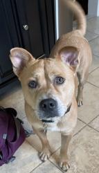 Lost Male Dog last seen unionville pike & school road Hatfield PA, Upper Gwynedd Township, PA 19454