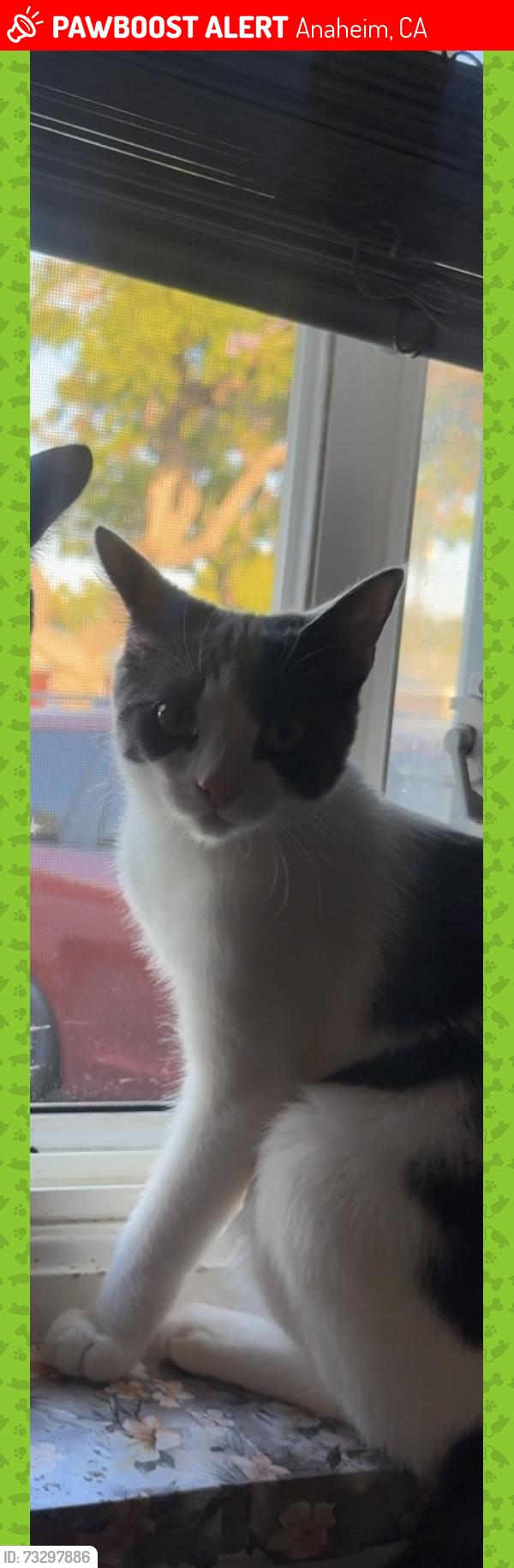 Lost Female Cat last seen S Fremont st and W Myra Av, Anaheim, CA 92804