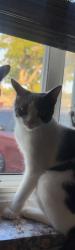 Lost Female Cat last seen S Fremont st and W Myra Av, Anaheim, CA 92804