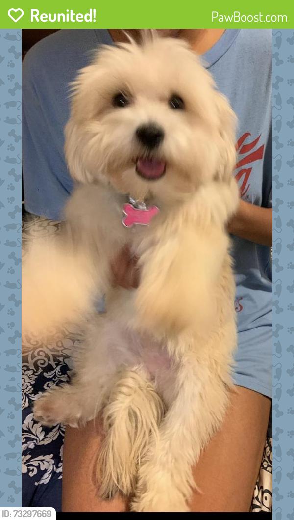 Reunited Female Dog last seen Old lost mountain, Powder Springs, GA 30127