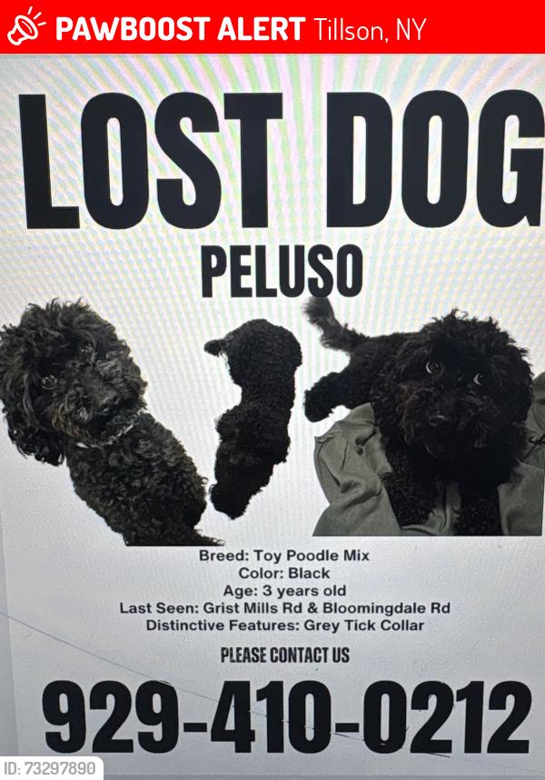 Lost Male Dog last seen Gristmill road Tillson ny, Tillson, NY 12486