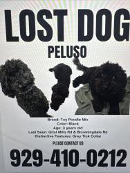 Lost Male Dog last seen Gristmill road Tillson ny, Tillson, NY 12486