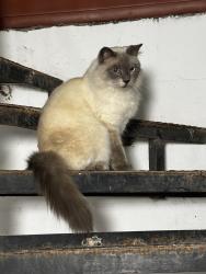 Found/Stray Unknown Cat last seen Harringay station, Greater London, England N4 1RU
