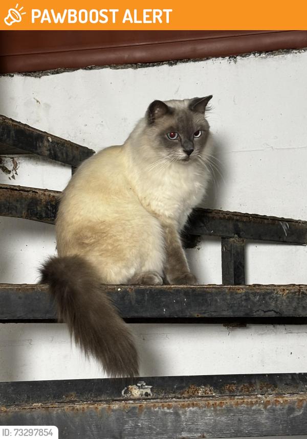 Found/Stray Unknown Cat last seen Harringay station, Greater London, England N4 1RU