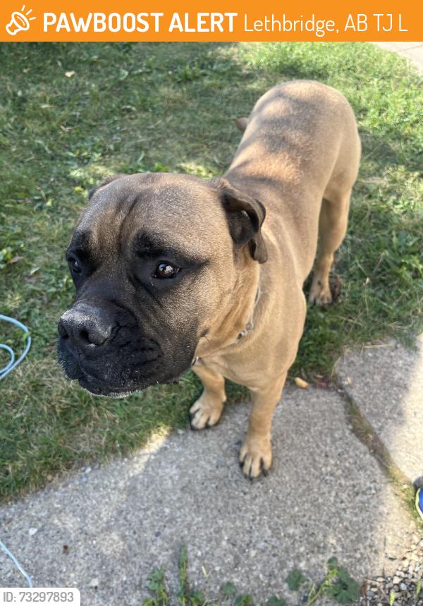 Found/Stray Male Dog last seen 26th St S and 5th Ave S, Lethbridge, AB T1J 3L8