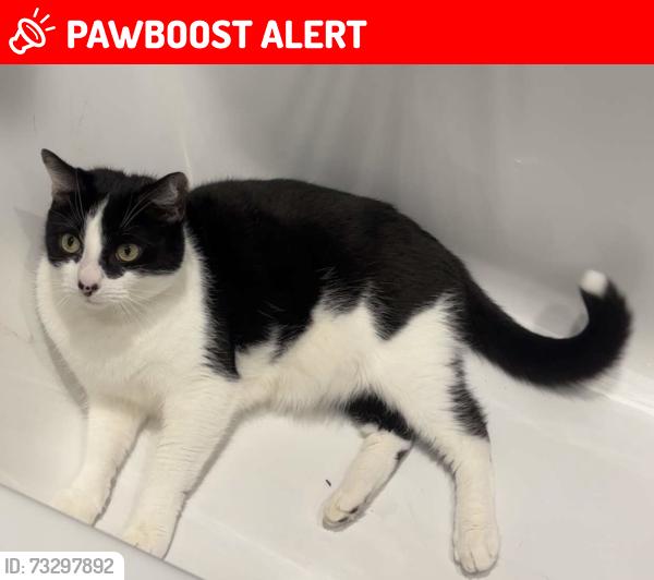 Lost Male Cat last seen Town centre, Suffolk, England NR32 2DS