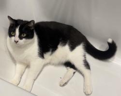 Lost Male Cat last seen Town centre, Suffolk, England NR32 2DS