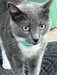 Lost Female Cat last seen Close to Cairo golf course, Cairo, GA 39828