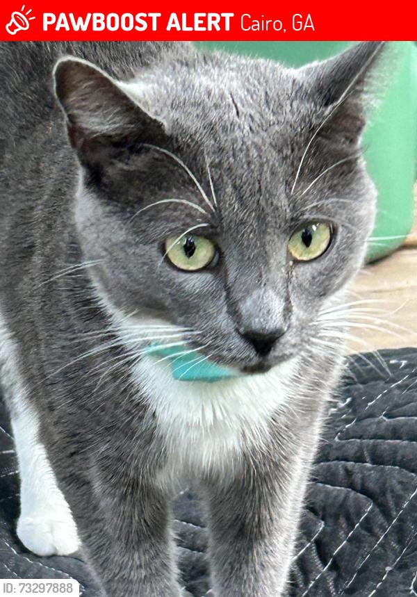 Lost Female Cat last seen Close to Cairo golf course, Cairo, GA 39828