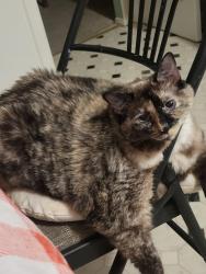 Reunited Female Cat last seen Kimberly Lane, St. Peters, MO 63376