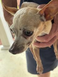 Found/Stray Male Dog last seen Highway 411, Tidmore Bend, AL 35901