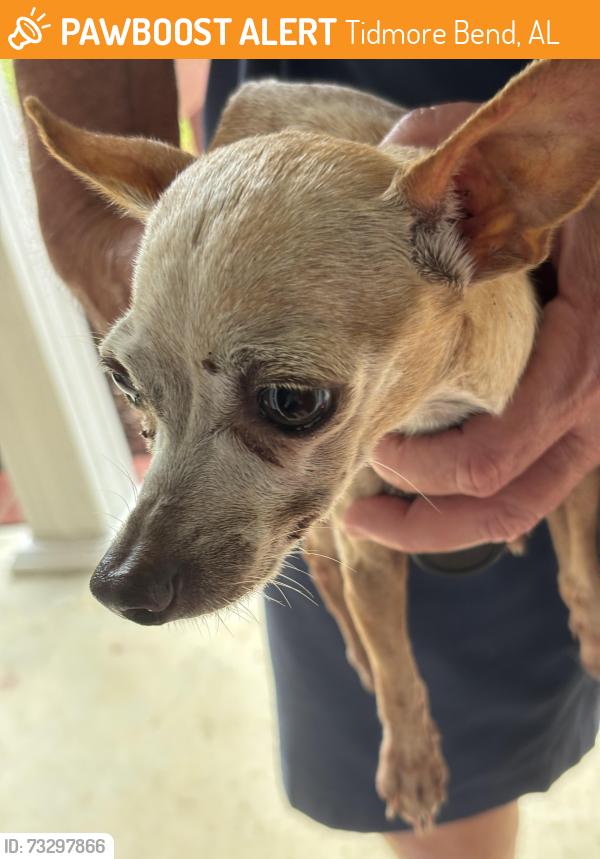 Found/Stray Male Dog last seen Highway 411, Tidmore Bend, AL 35901