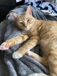 Lost Male Cat last seen Vista view middle school, Fountain Valley, CA 92708