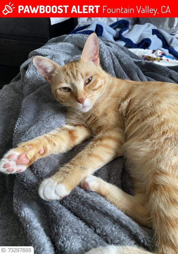 Lost Male Cat last seen Vista view middle school, Fountain Valley, CA 92708