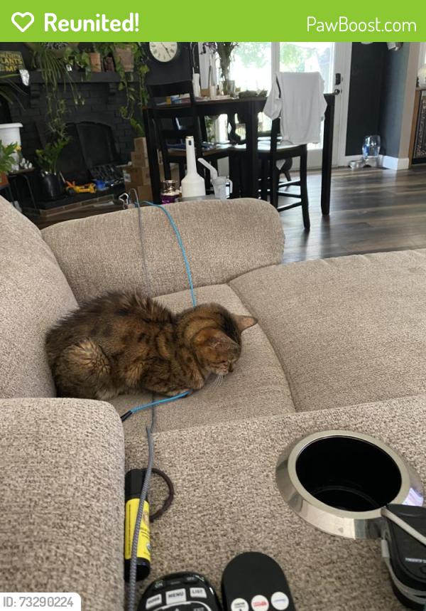 Reunited Female Cat last seen Town woods, St. Louis, MO 63129