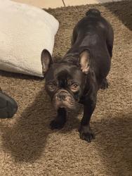 Reunited Female Dog last seen Bonavantura, San Antonio, TX 78245, USA, San Antonio, TX 78245