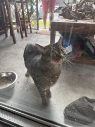Found/Stray Unknown Cat last seen Outside, Sunrise, FL 33351