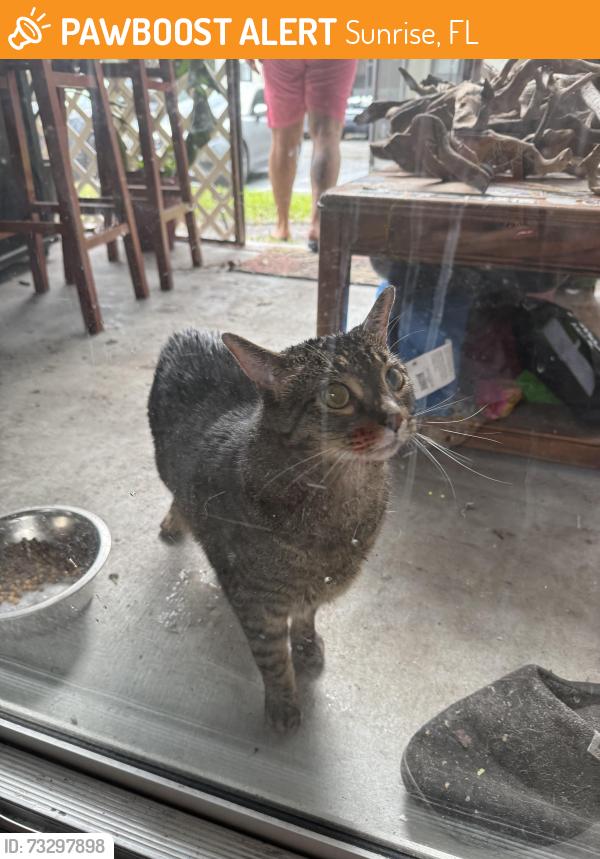 Found/Stray Unknown Cat last seen Outside, Sunrise, FL 33351