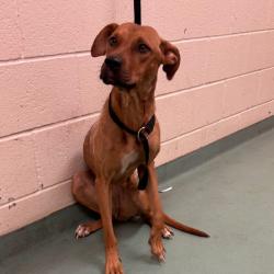 Shelter Stray Female Dog last seen , 2350 Appling City Cove, Memphis, TN 38133, USA