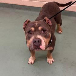 Shelter Stray Male Dog last seen , 2350 Appling City Cove, Memphis, TN 38133, USA