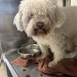 Shelter Stray Female Dog last seen , 4575 E Mesquite Ave, Palm Springs, CA 92264, USA