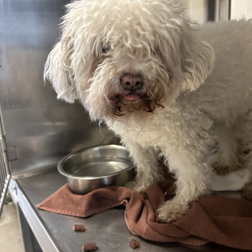 Shelter Stray Female Dog last seen , 4575 E Mesquite Ave, Palm Springs, CA 92264, USA