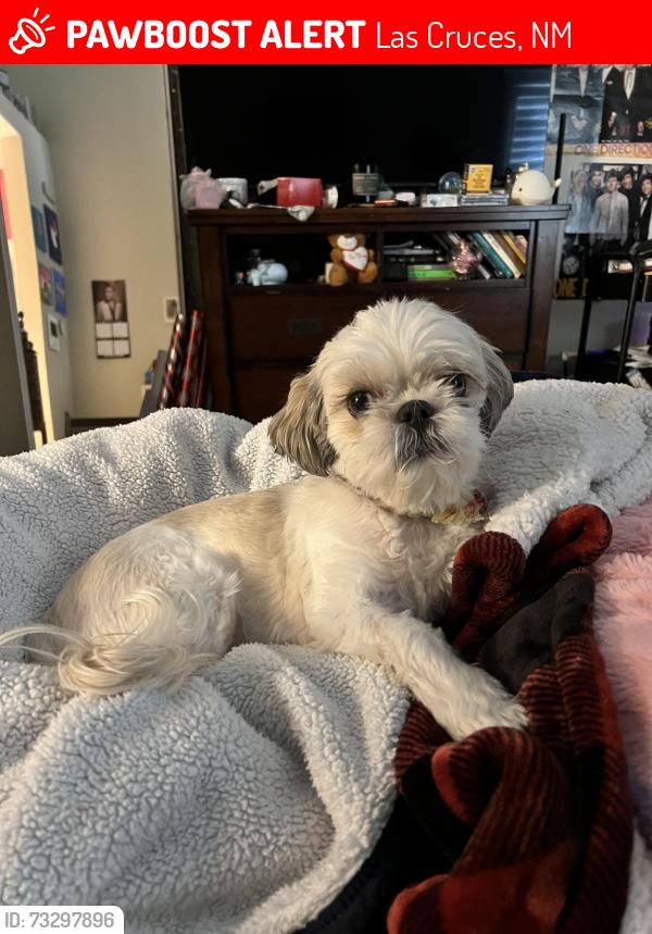 Lost Male Dog last seen Foothills, Las Cruces, NM 88011