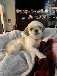 Lost Male Dog last seen Foothills, Las Cruces, NM 88011
