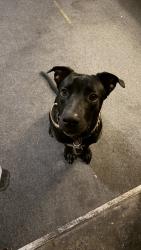 Found/Stray Male Dog last seen Rosedale and Main, Fort Worth, TX 76104