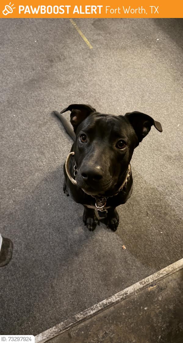 Found/Stray Male Dog last seen Rosedale and Main, Fort Worth, TX 76104