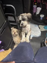 Lost Male Dog last seen Trinity, Dallas, TX 75241