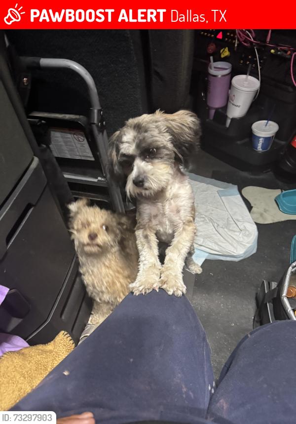 Lost Male Dog last seen Trinity, Dallas, TX 75241