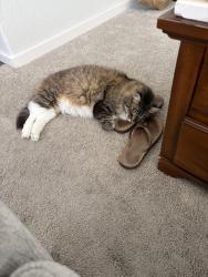 Lost Female Cat last seen Near Via Silla, Rancho Santa Margarita, CA 92688