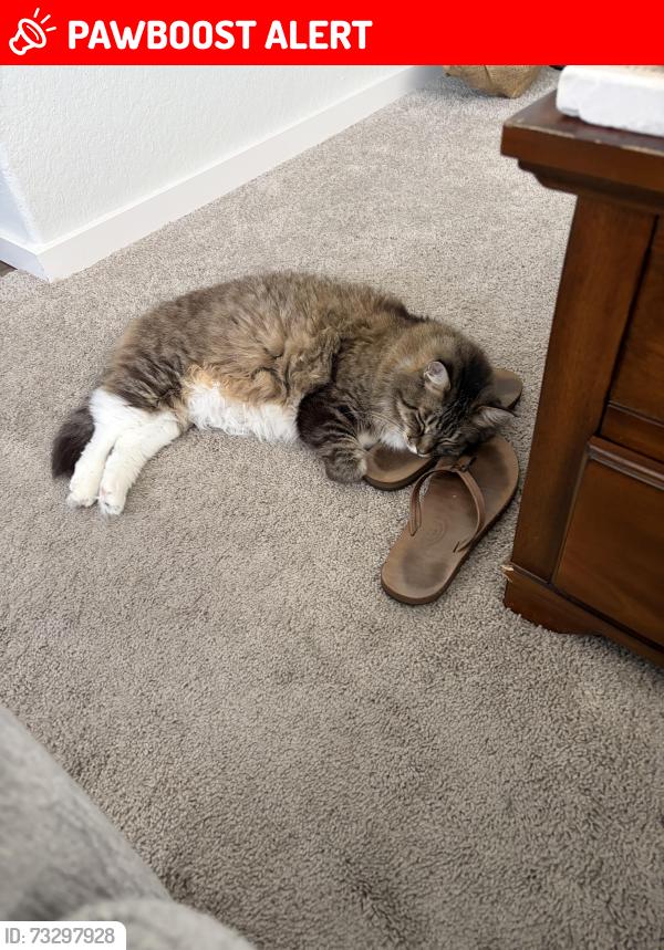 Lost Female Cat last seen Near Via Silla, Rancho Santa Margarita, CA 92688