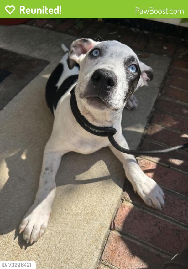 Reunited Male Dog last seen Lake Brandt Rd, Greensboro, NC 27455