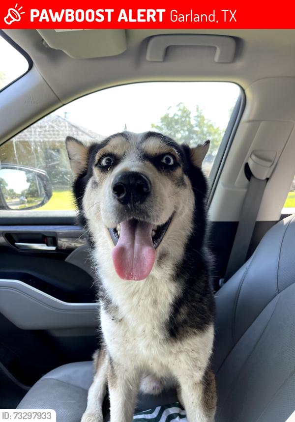 Lost Male Dog last seen Dove Meadow Dr and Heatherbrook Dr, Garland, TX 75043