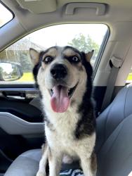 Lost Male Dog last seen Dove Meadow Dr and Heatherbrook Dr, Garland, TX 75043
