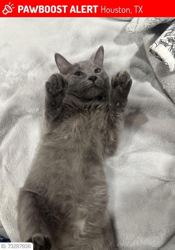 Lost Male Cat last seen Near mardi gras dr, Houston, TX 77014