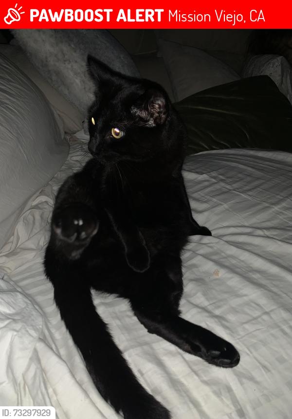 Lost Male Cat last seen Coronel / lope de Vega, Mission Viejo, CA 92691