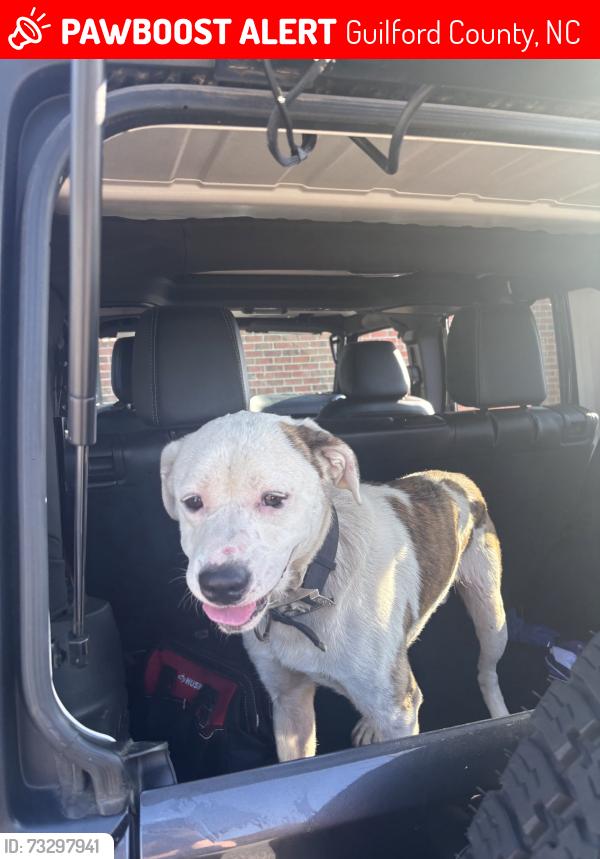 Lost Male Dog last seen Deep River Road, Guilford County, NC 27408