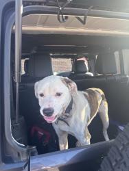 Lost Male Dog last seen Deep River Road, Guilford County, NC 27408