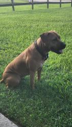 Reunited Female Dog last seen Tyrrell Park Area, Beaumont, TX 77705