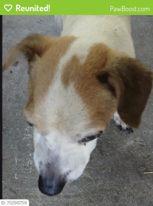 Reunited Unknown Dog last seen Ridge street, Chattooga County, GA 30753