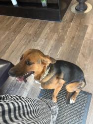 Found/Stray Unknown Dog last seen hair technique on pembina, Winnipeg, MB 