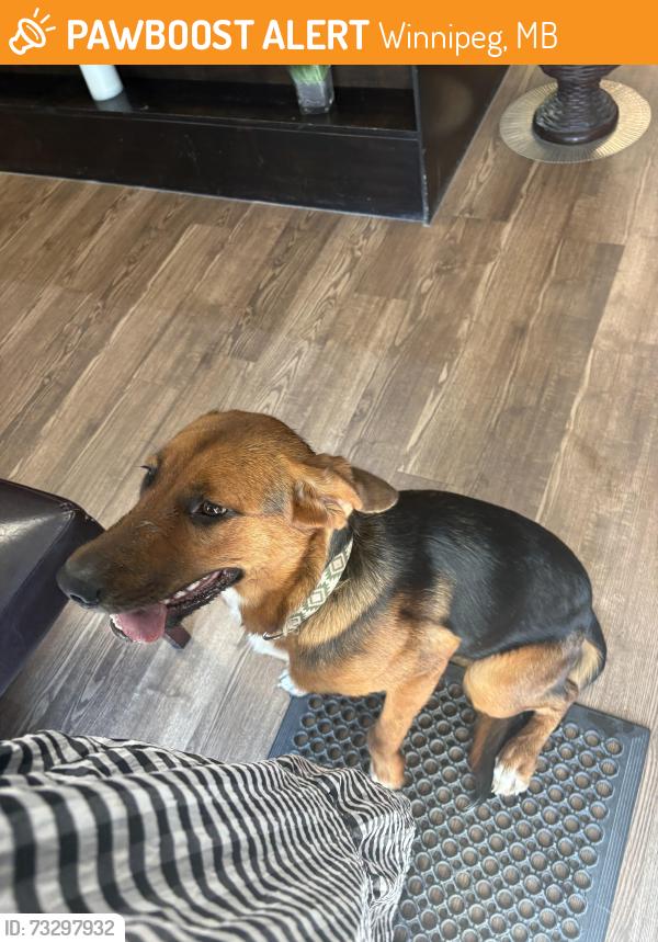 Found/Stray Unknown Dog last seen hair technique on pembina, Winnipeg, MB 